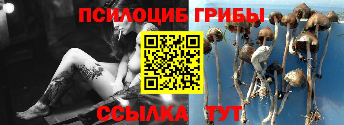 Галлюциногенные грибы Psilocybine cubensis Можга